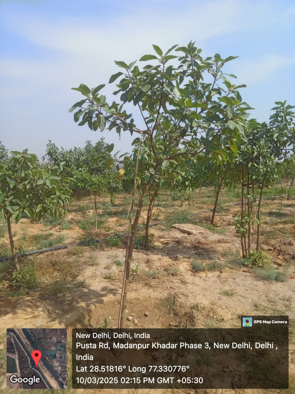 Compensatory Afforestation